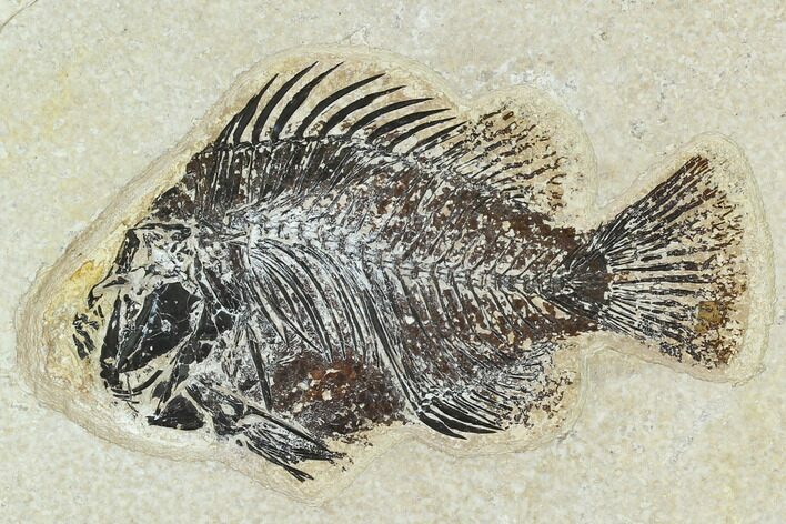 Bargain, Fossil Fish (Cockerellites) - Green River Formation #129622